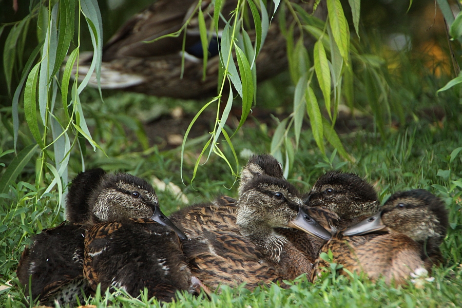 Tuesday, 20-07-2010 ende