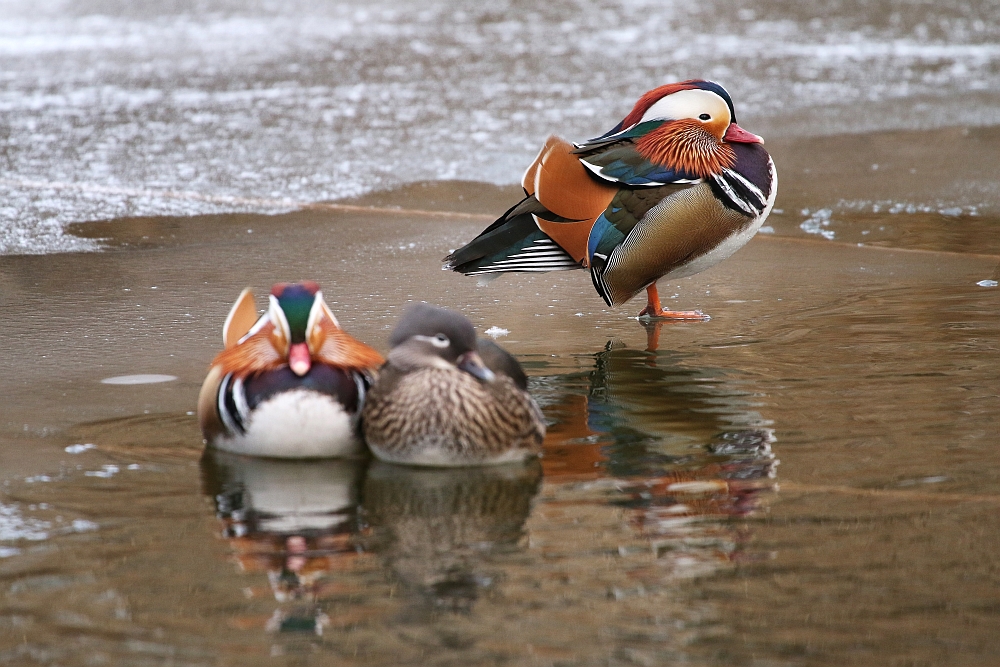 Tuesday, 30-12-2014 ende