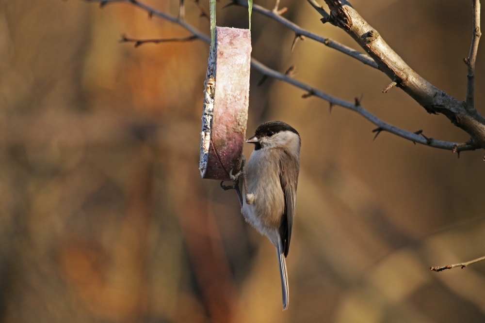 Tuesday, 06-01-2015 ende