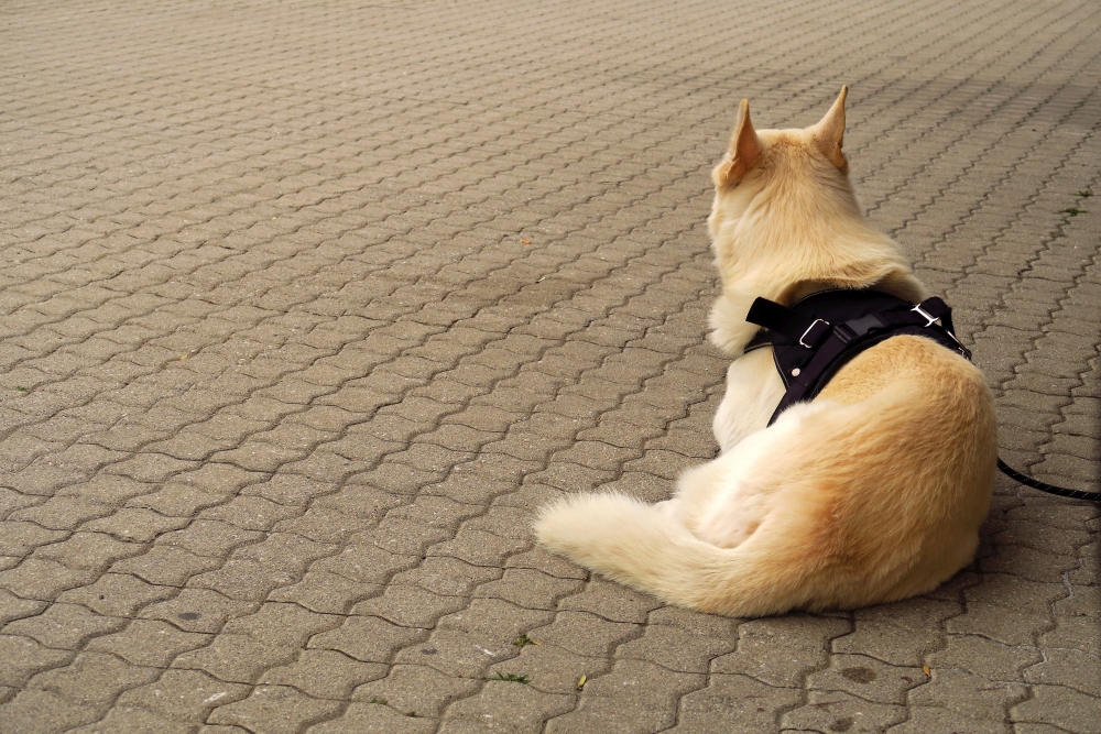 Tuesday, 27-06-2017 ende