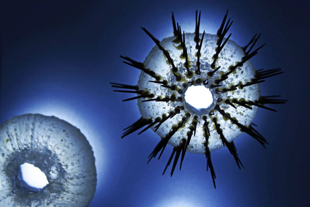 Thursday, 11-01-2018 ende