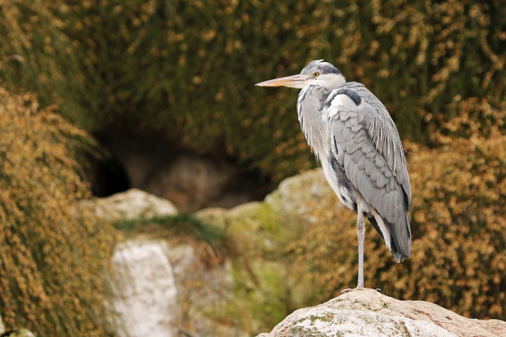 Sunday, 11-03-2018 ende