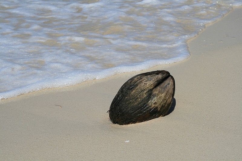 Coconut