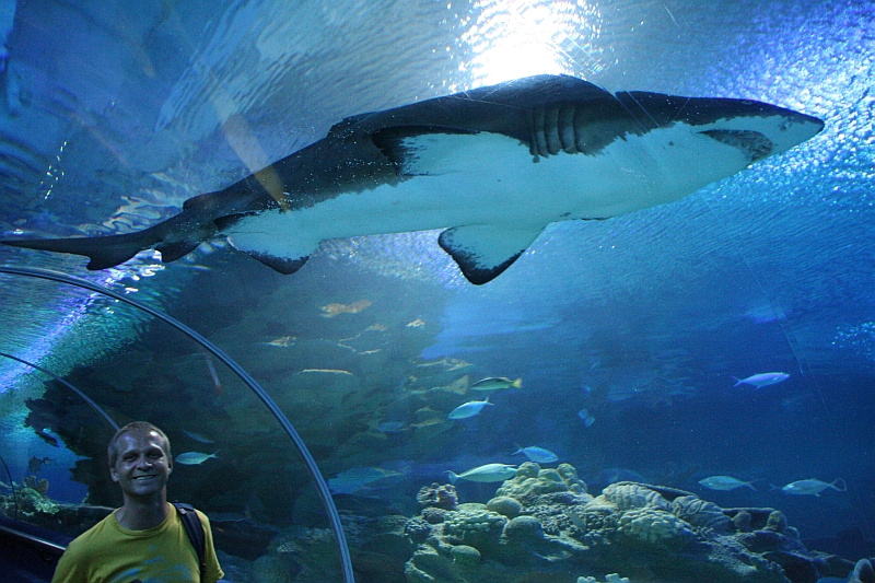shark attack